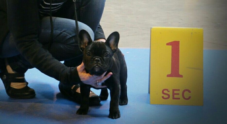 Heaven Sparks Pénélope - 1er très prometteur, best baby, 3eme au Best in Show