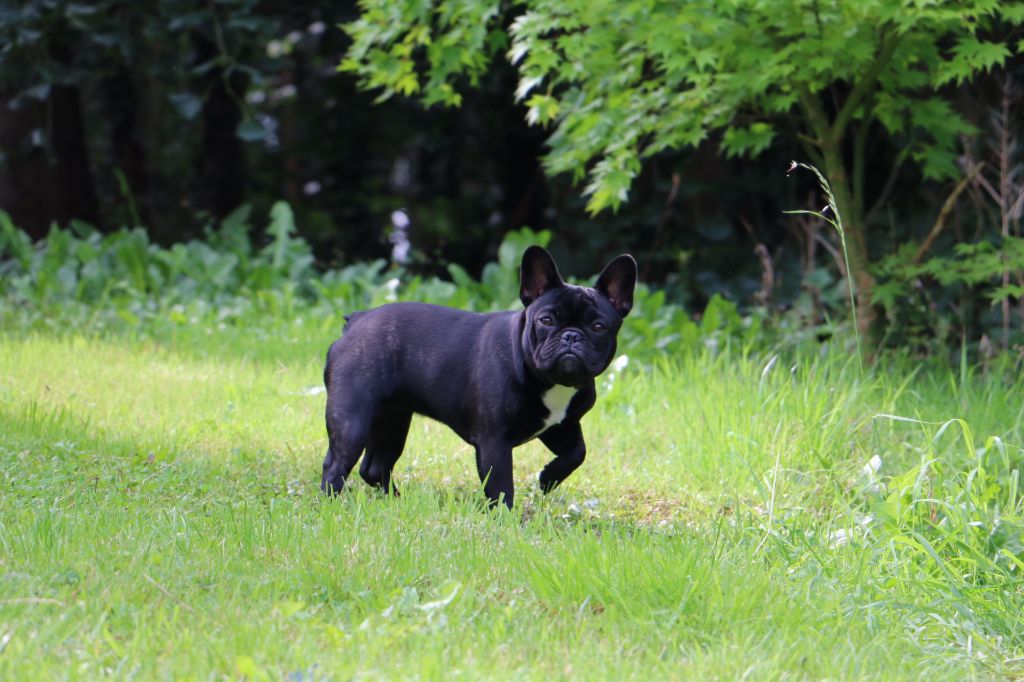 Heaven Sparks Pénélope - 3 ème excellent