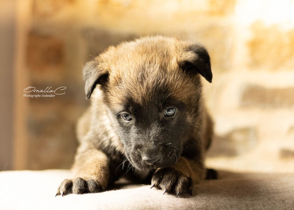 Accueil Elevage Des Gardiens Enchaines Eleveur De Chiens Berger Belge