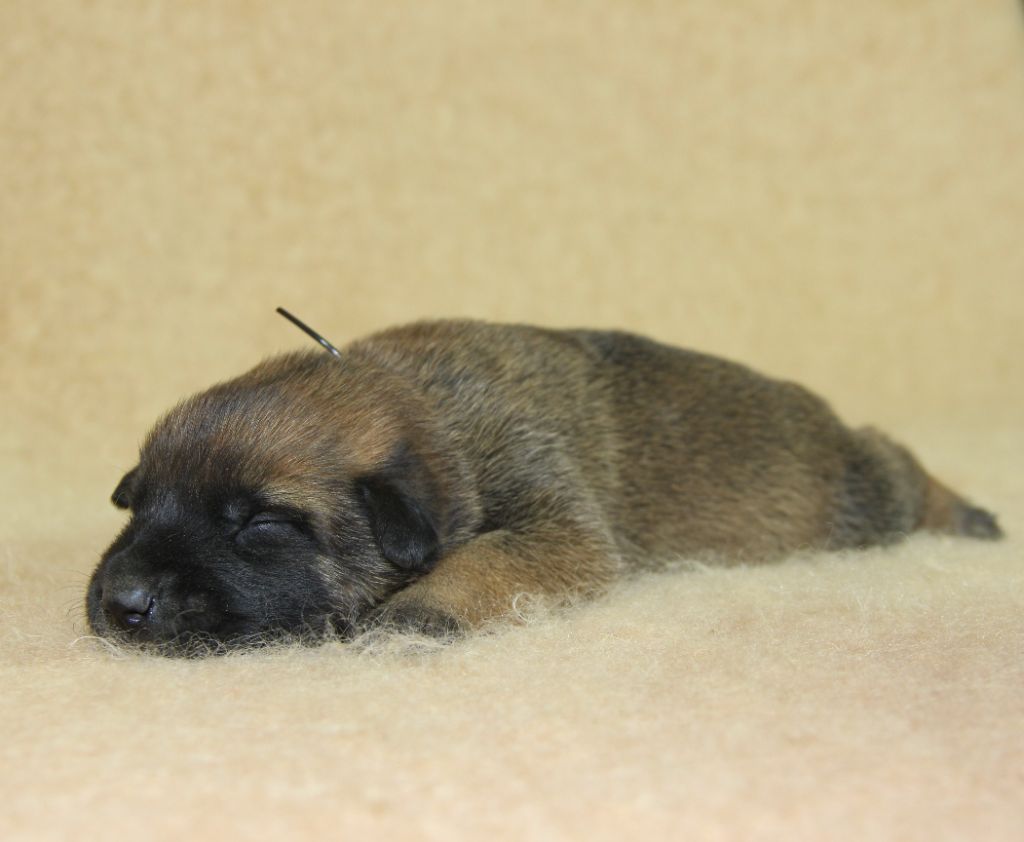 A ... du Paradis des Edelweiss