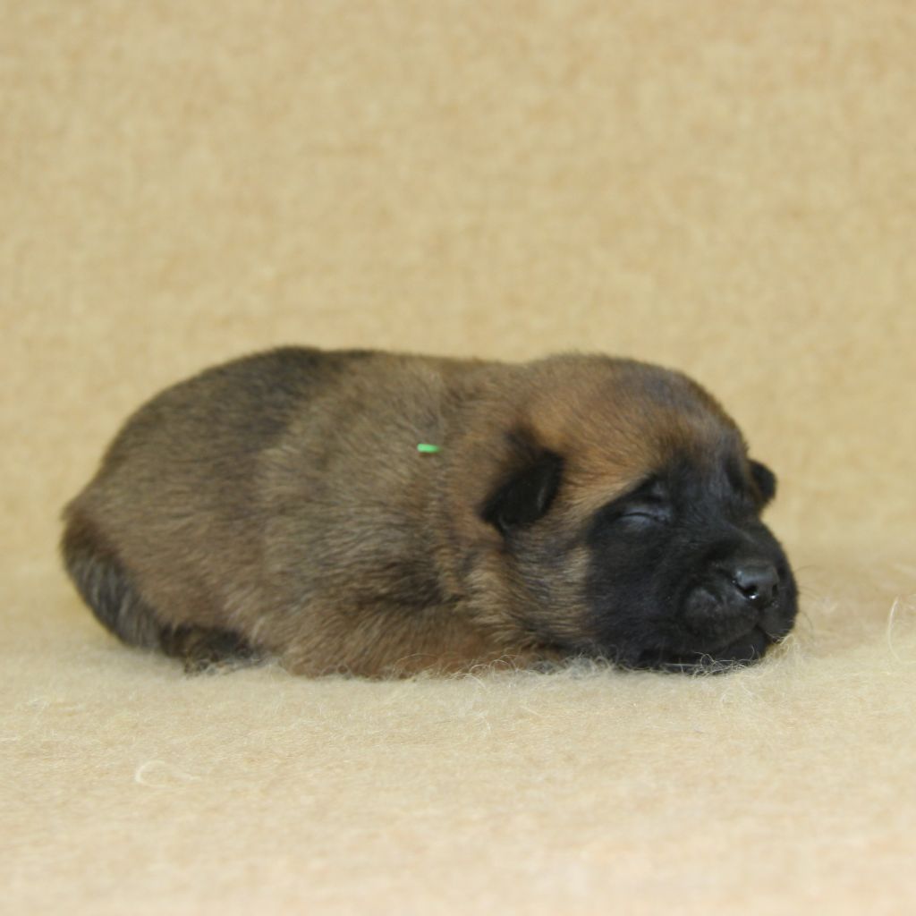 A ... du Paradis des Edelweiss