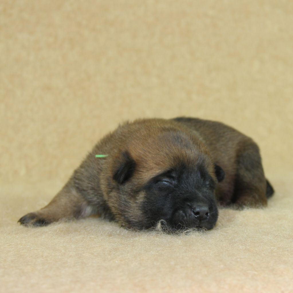 A ... du Paradis des Edelweiss