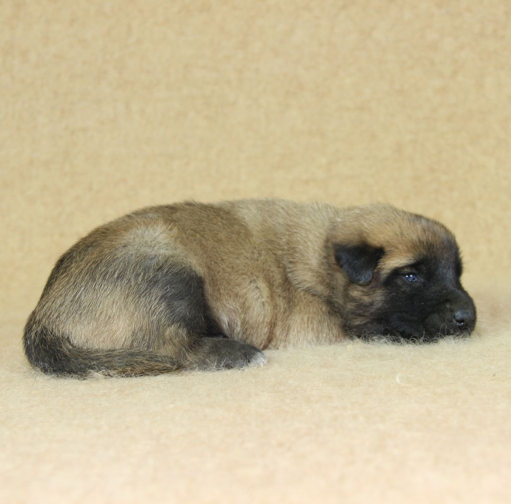 A ... du Paradis des Edelweiss