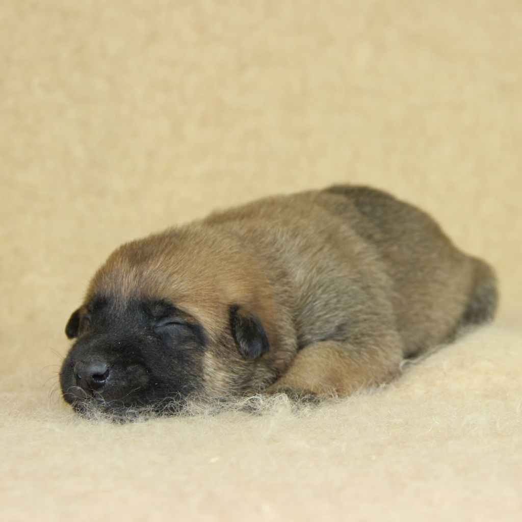 A ... du Paradis des Edelweiss