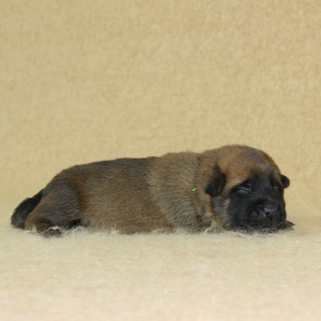 A ... du Paradis des Edelweiss