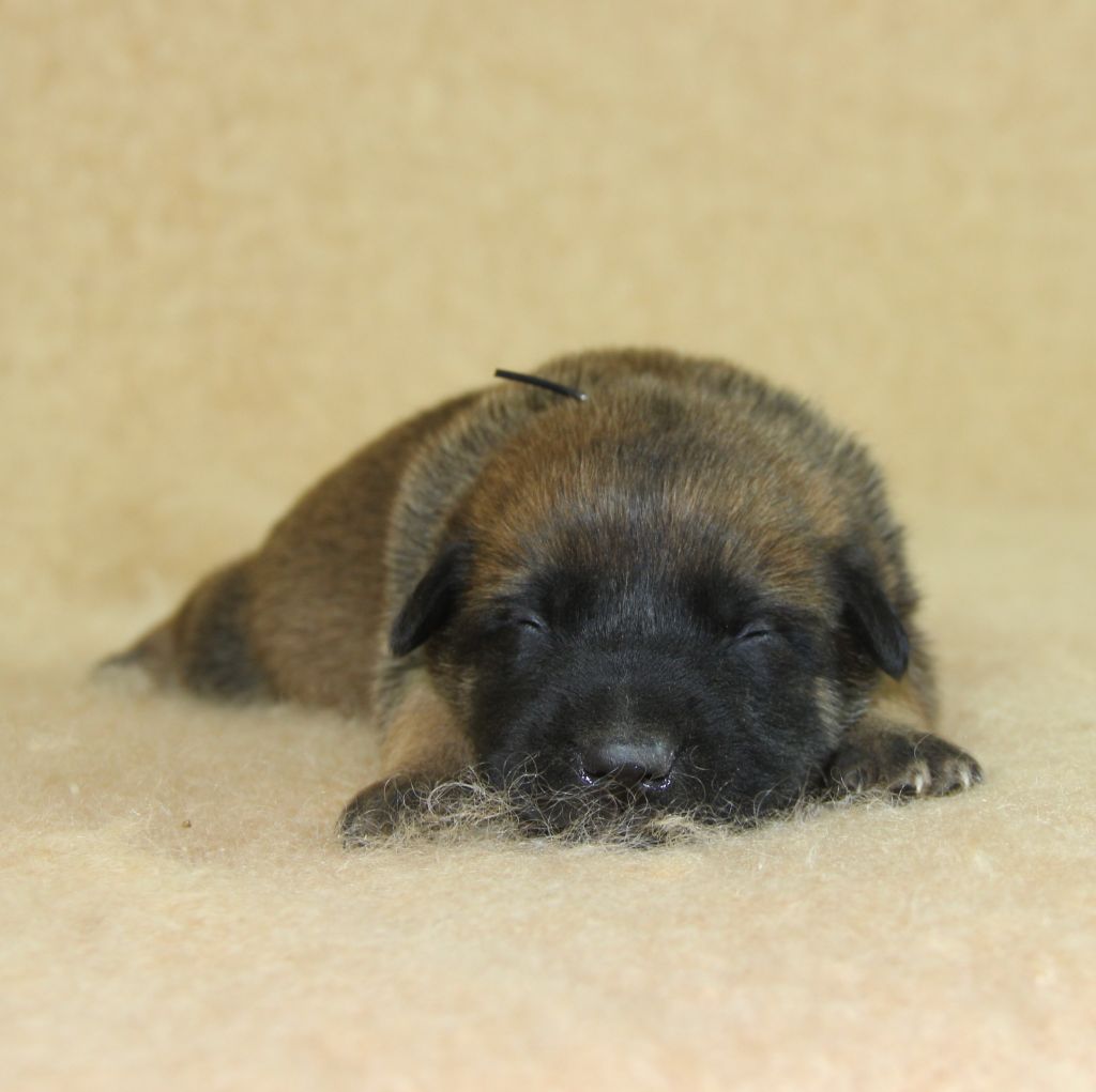 A ... du Paradis des Edelweiss