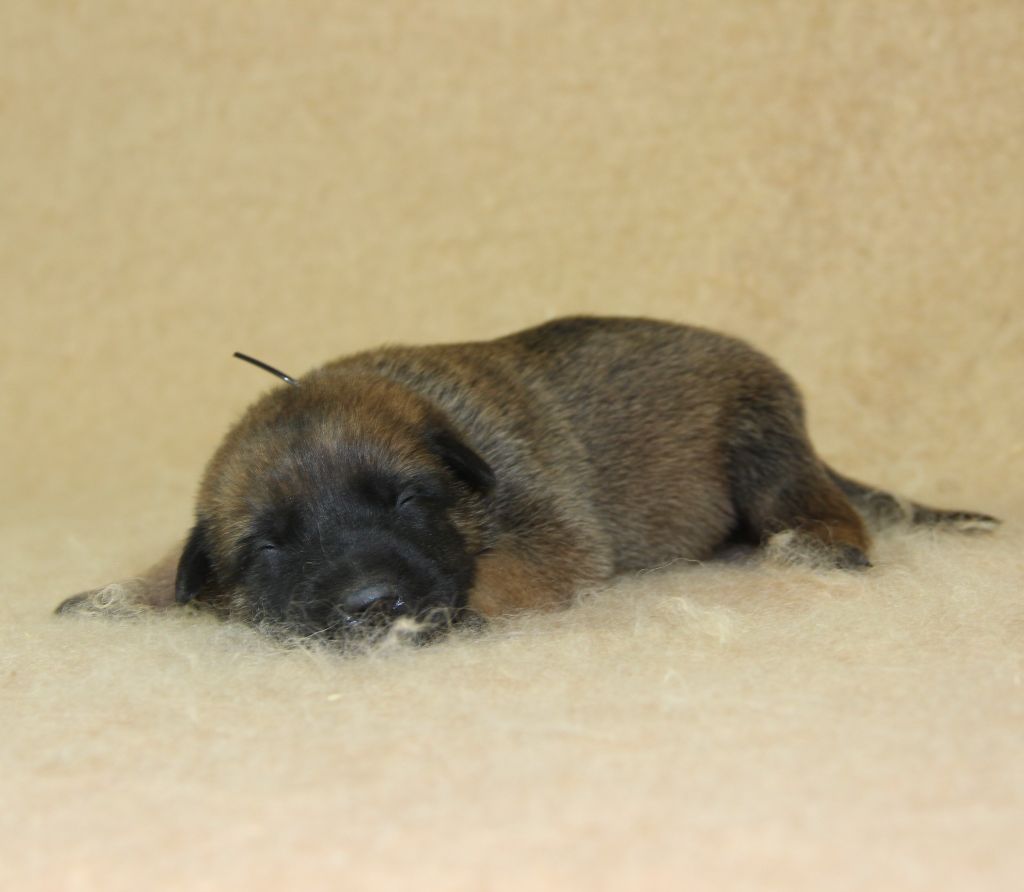 A ... du Paradis des Edelweiss