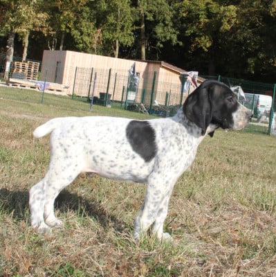Les chiots de Braque d'Auvergne