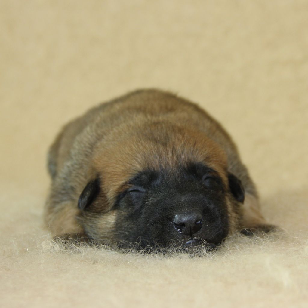 A ... du Paradis des Edelweiss