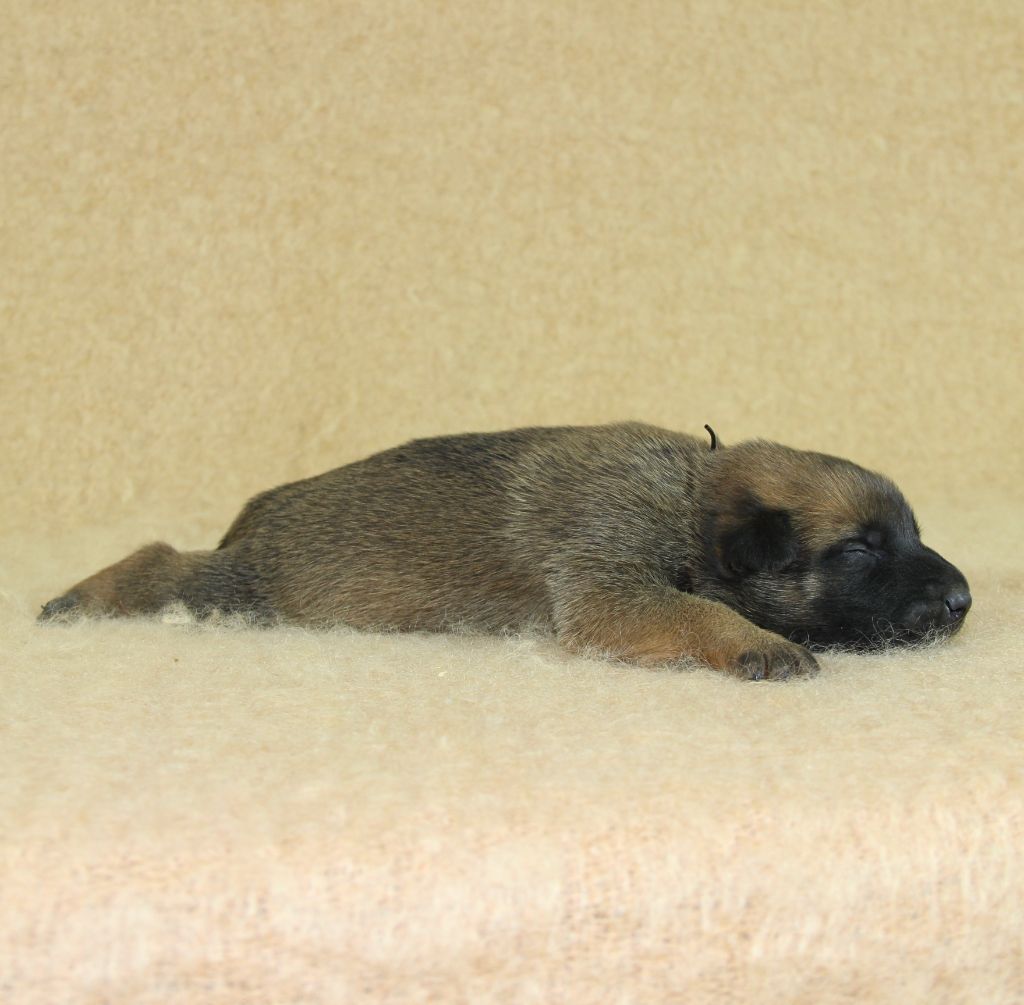 A ... du Paradis des Edelweiss