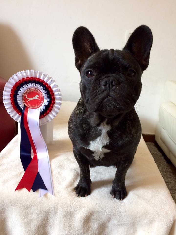 Marceline-queen du Chant des Lavandes - 2 eme Excellent Classe Jeune