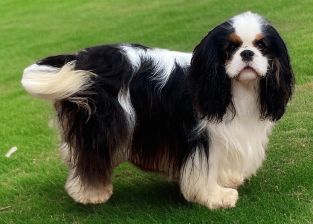 Ultimatum De castel peyrac