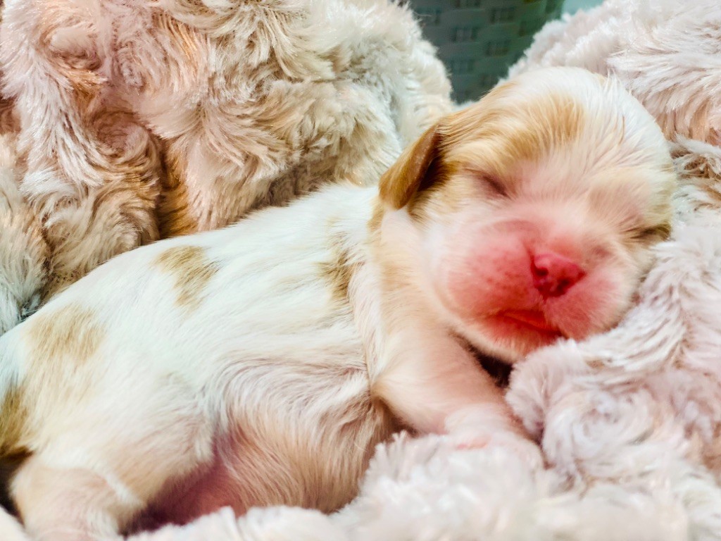 Brad Pitt du mas de dixie