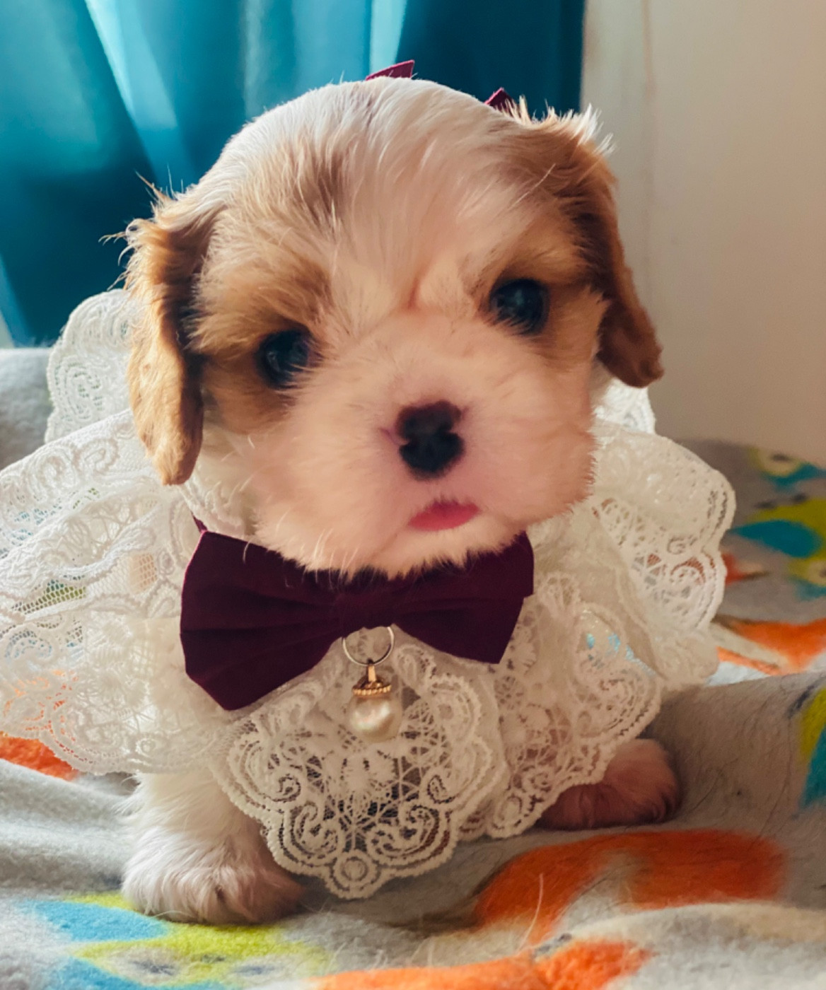 Brad Pitt du mas de dixie