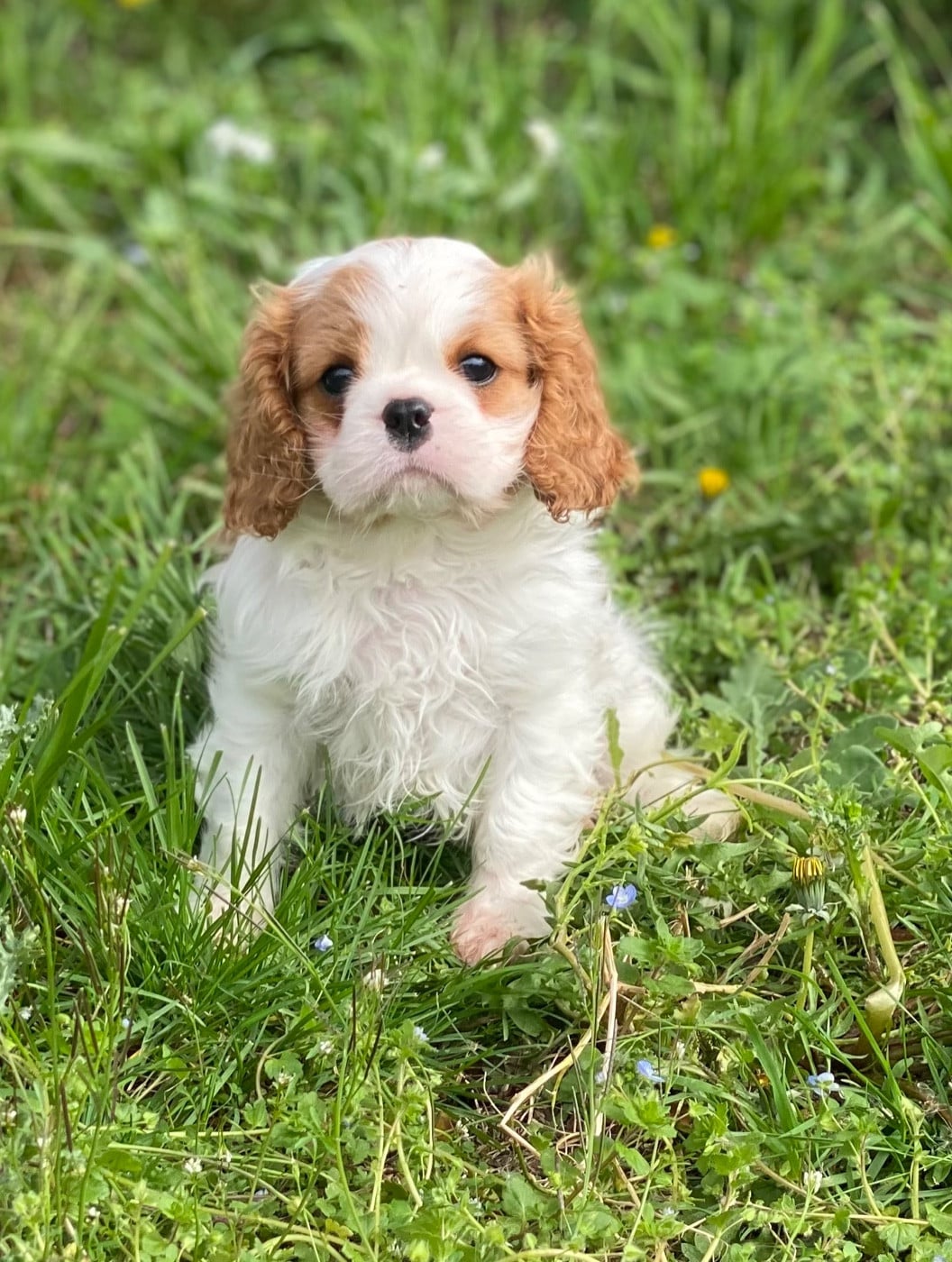 Brad Pitt du mas de dixie