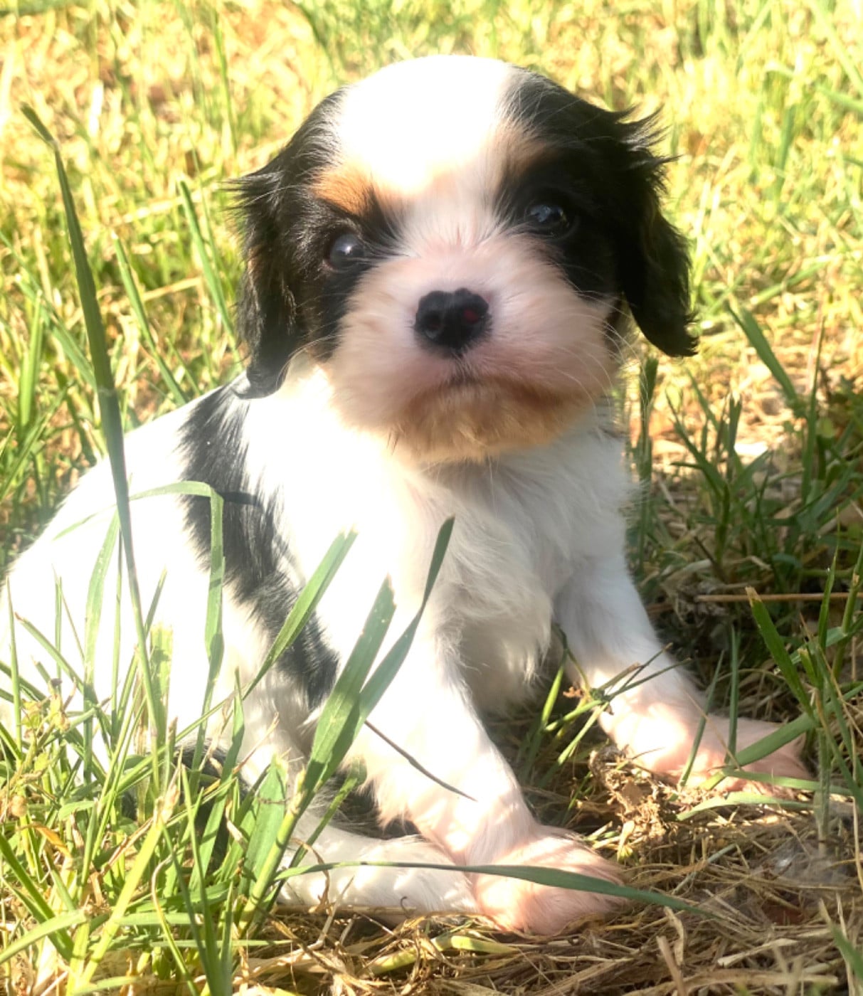 Brooklyn - Cavalier King Charles Spaniel