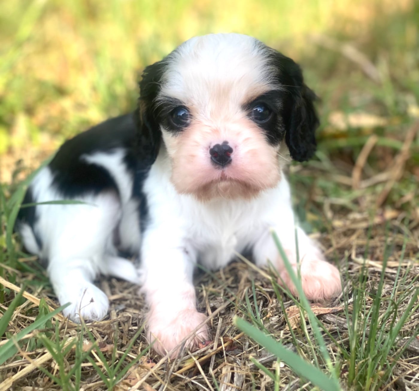 Britney spears - Cavalier King Charles Spaniel