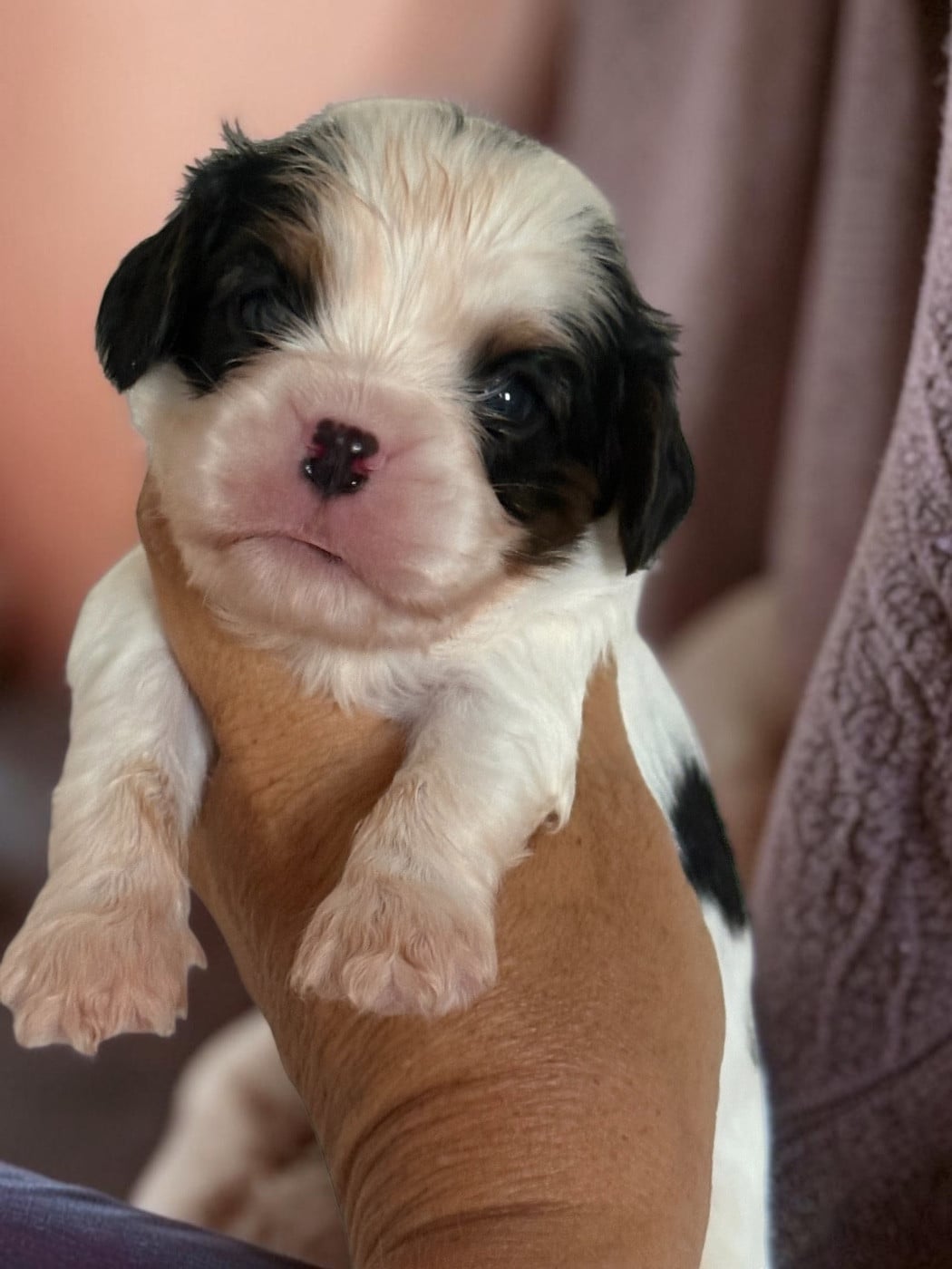 B - Cavalier King Charles Spaniel