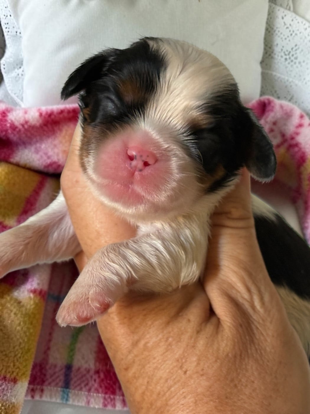B - Cavalier King Charles Spaniel