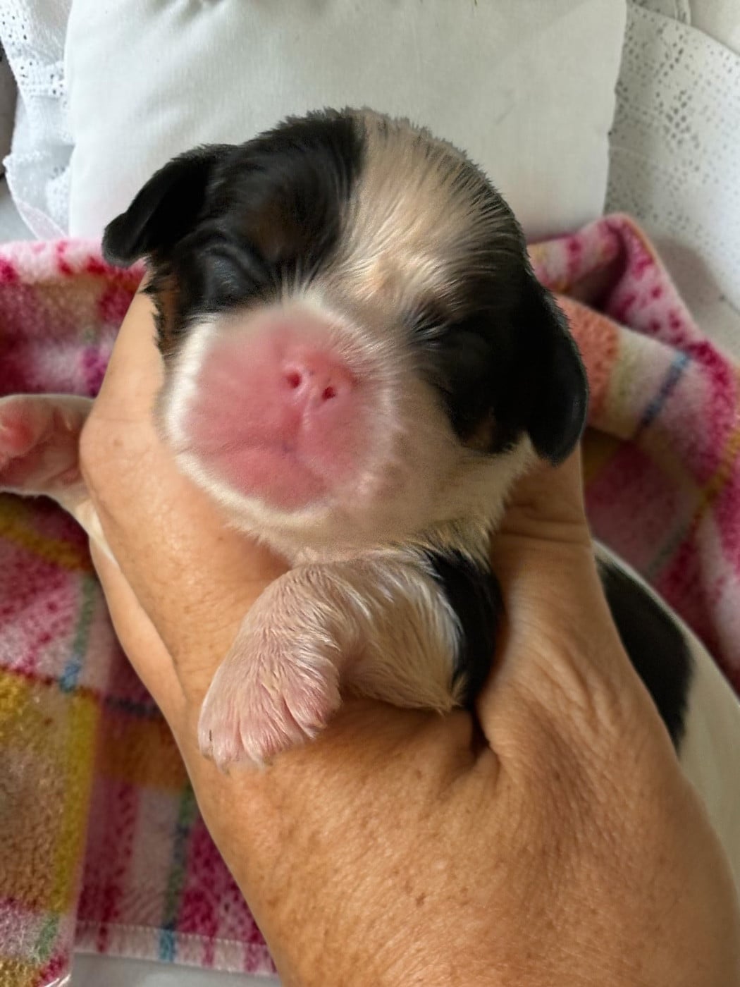 B - Cavalier King Charles Spaniel