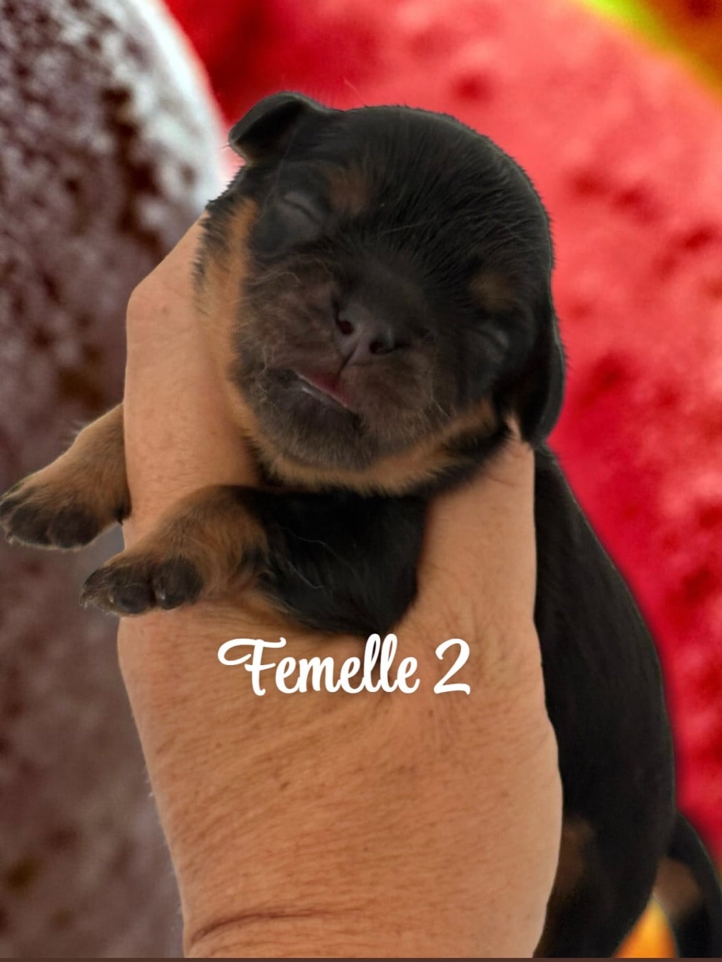 CHIOT 2 - Cavalier King Charles Spaniel