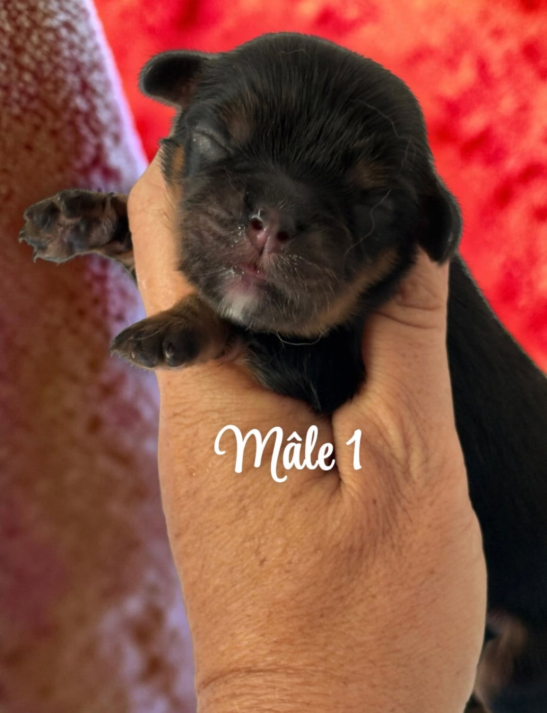 CHIOT - Cavalier King Charles Spaniel