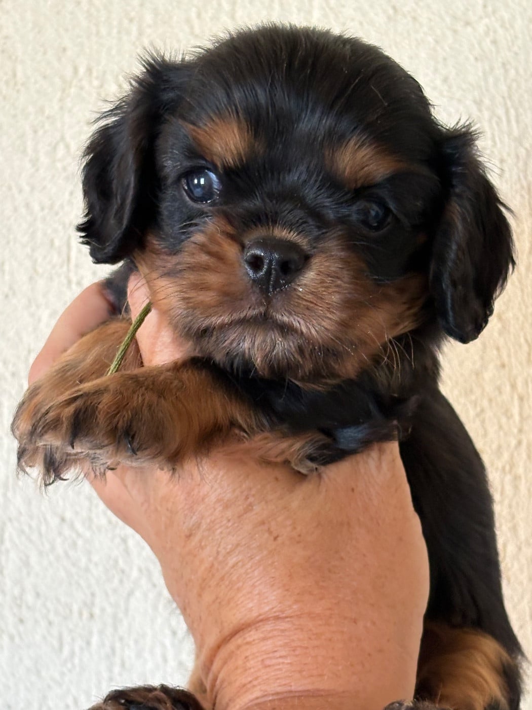 Black angel - Cavalier King Charles Spaniel