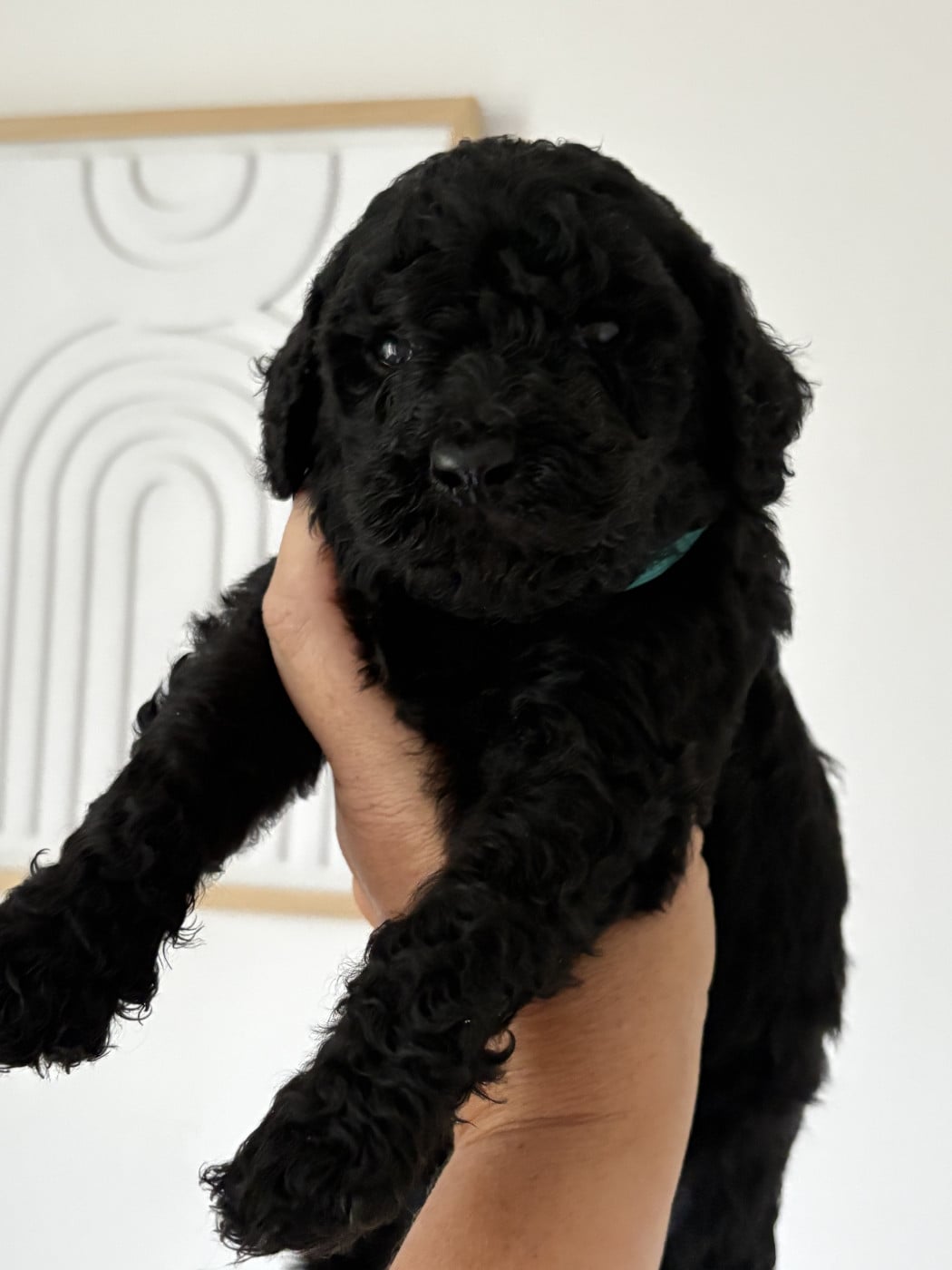 Blake of black - Caniche
