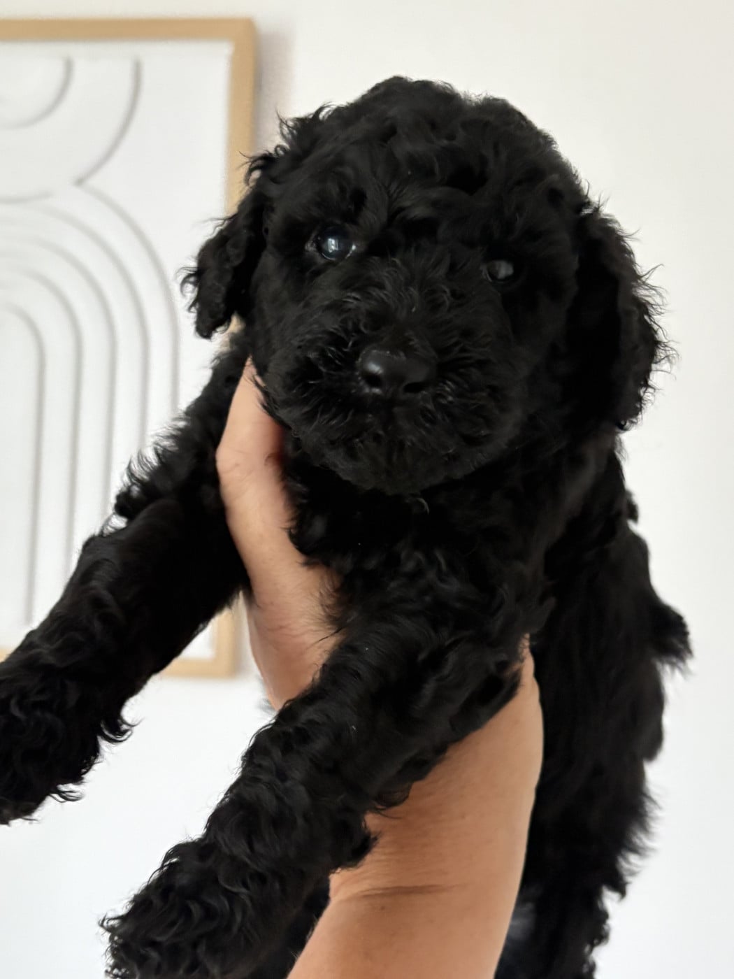 Beauty Of The moon black - Caniche