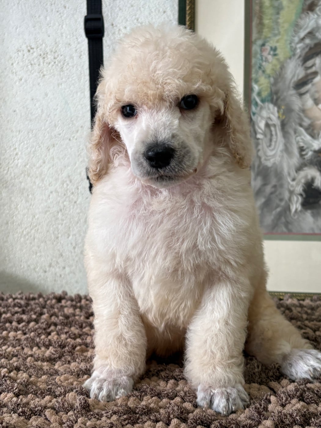 Best of White - Caniche