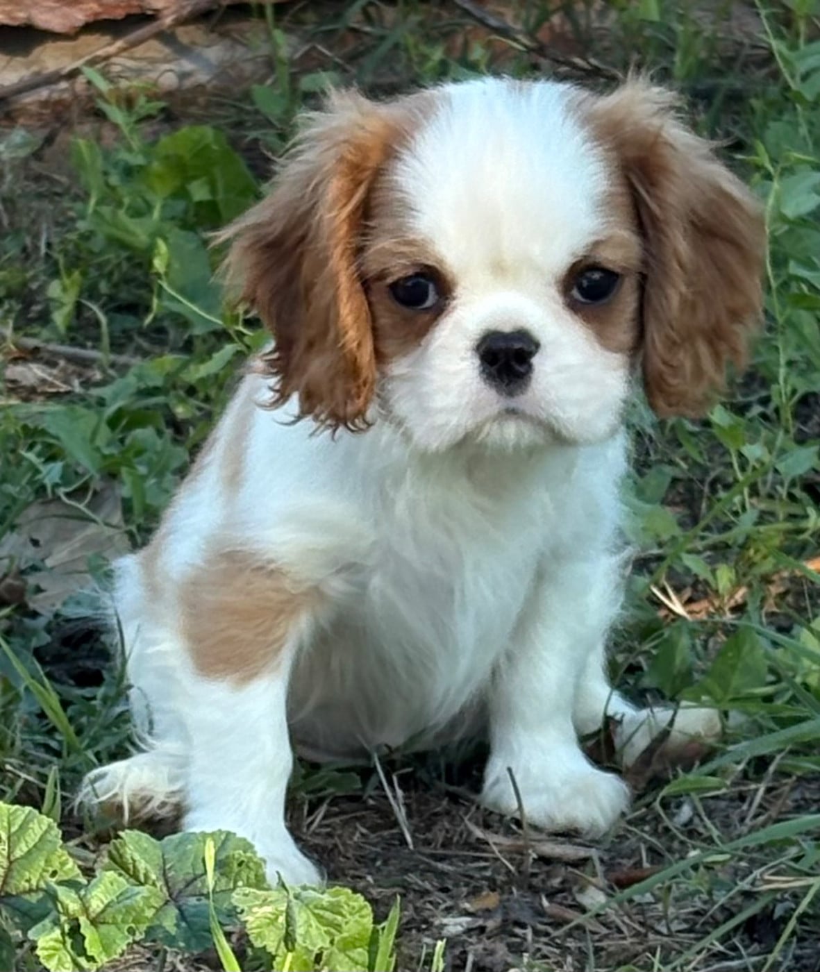 Bess - Cavalier King Charles Spaniel