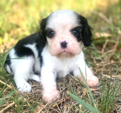 Les chiots de Cavalier King Charles Spaniel