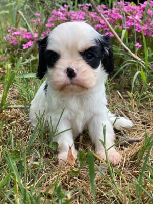 Les chiots de Cavalier King Charles Spaniel