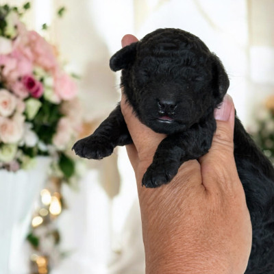 Les chiots de Caniche