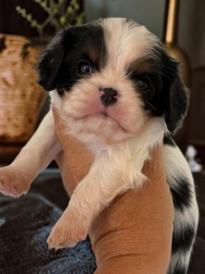 Les chiots de Cavalier King Charles Spaniel