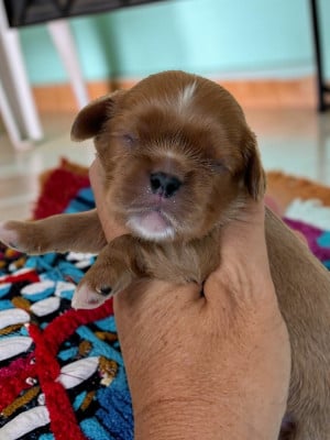 Les chiots de Cavalier King Charles Spaniel