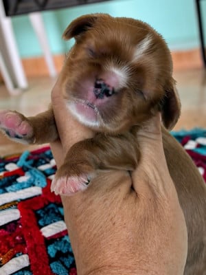 Les chiots de Cavalier King Charles Spaniel