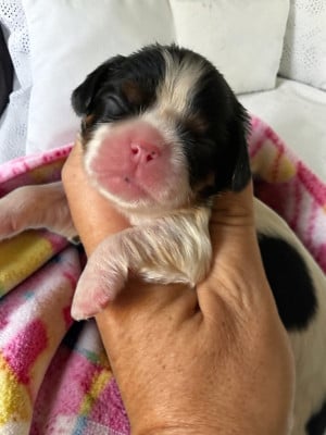Les chiots de Cavalier King Charles Spaniel
