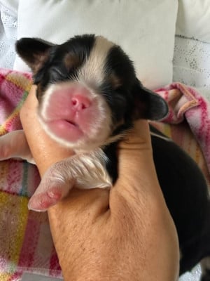 Les chiots de Cavalier King Charles Spaniel