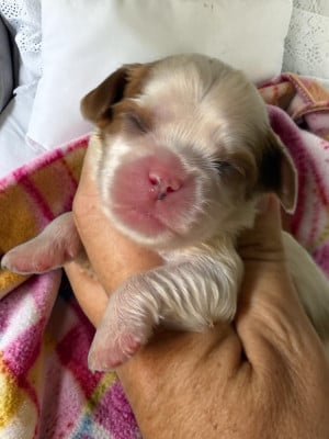 Les chiots de Cavalier King Charles Spaniel