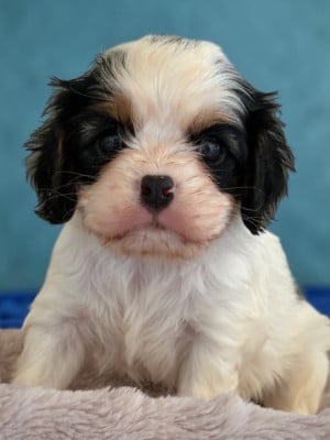 Les chiots de Cavalier King Charles Spaniel