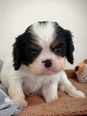 Les chiots de Cavalier King Charles Spaniel