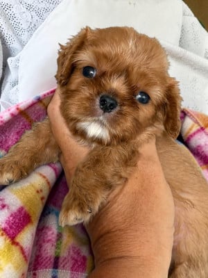 Les chiots de Cavalier King Charles Spaniel