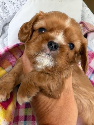 Les chiots de Cavalier King Charles Spaniel