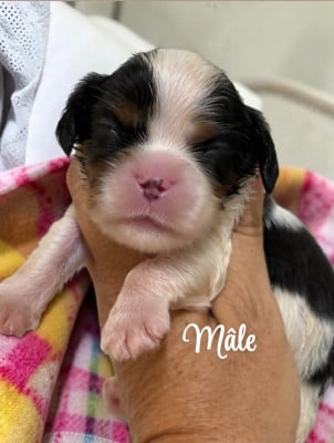 Les chiots de Cavalier King Charles Spaniel