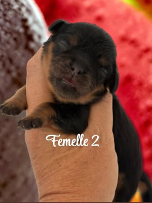 Les chiots de Cavalier King Charles Spaniel