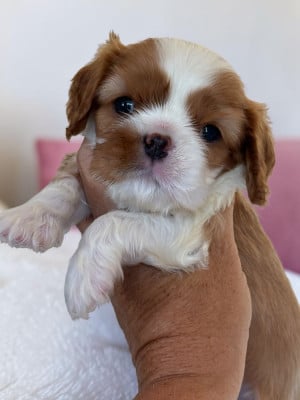 Les chiots de Cavalier King Charles Spaniel
