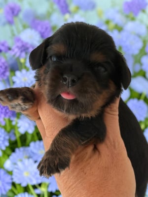 Les chiots de Cavalier King Charles Spaniel