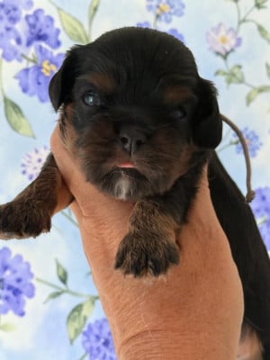 Les chiots de Cavalier King Charles Spaniel