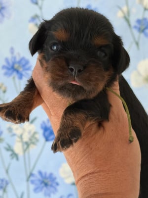 Les chiots de Cavalier King Charles Spaniel